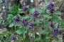 紫背金盘草的功效与作用 紫背金盘草的附方