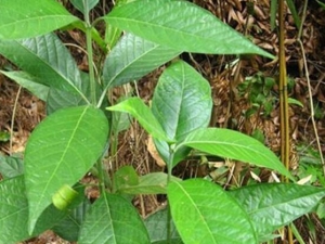 �׻�������Ĺ�Ч������ �׻���������θ�к��