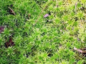 ��̿޺�Ĺ�Ч������ ��̿޺���÷�����