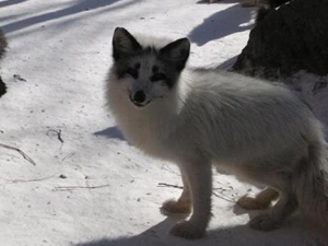 ���ĵĹ�Ч������ ���ĵ��÷�����