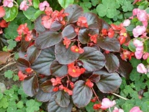 �����ﺣ�ĵĹ�Ч������ �����ﺣ�ĵ��÷�����