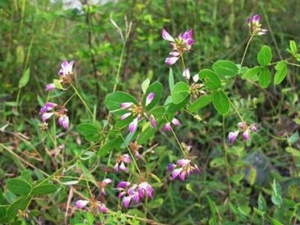 ׳��ݵĹ�Ч������ ׳��ݵ��÷�����