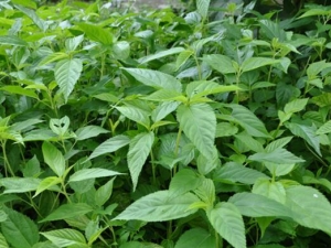 ����Ҷ�Ĺ�Ч������ ����Ҷ���÷�����