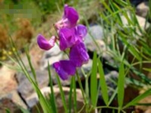 ��Ҷ�����Ĺ�Ч�����á���Ҷ�������÷�����