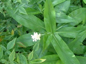 ��Ҷ���Ĺ�Ч�����á���Ҷ���ĸ���