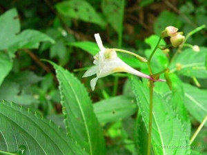 ɽ���ɵĹ�Ч�����á�ɽ���ɵĸ�������