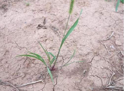 【图片】勒管草的功效与作用|勒管草的附方