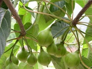 ��ͩ�ӵĹ�Ч������ ��ͩ�ӵ��÷�����