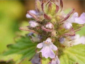 ëĿݲݵĹЧ ëĿݲݵ÷