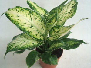 ʲôֲ��������к����� �ر��ǶԶ�ͯ������