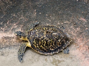 �ַ�����ɢ���� �ַ�����ɢ��Ч �ַ�����ɢ��������