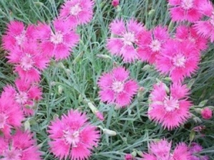 ʭ�ݻ��Ĺ�Ч������ ʭ�ݻ����÷�����