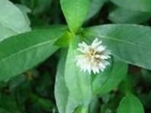 �����ȵĹ�Ч������ �����ȵĸ���