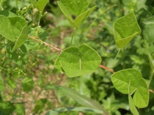 ԲҶҰ�ⶹ�Ĺ�Ч������ ԲҶҰ�ⶹ���÷�����