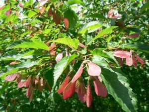 �����ʵĹ�Ч������ �����ʵ��÷�����