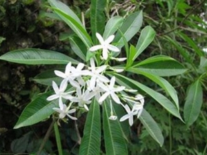 �ֹ�ҩ�Ĺ�Ч������ �ֹ�ҩ���÷�����