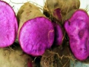 ɽҩϵԭ ɽҩܳ Ԥɽҩ