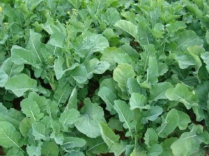 ����Ҷ�Ĺ�Ч������ ����Ҷ�ĸ���