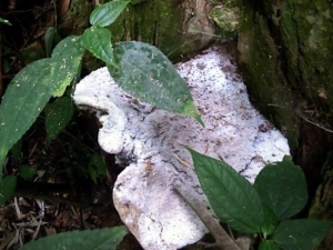 �����׾��Ĺ�Ч������ �����׾����÷�����