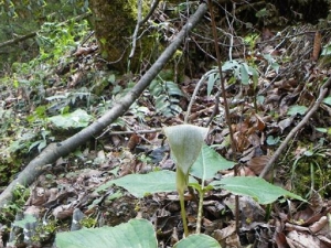 �����ǵĹ�Ч������ �����ǵ��÷�����