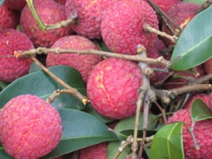 ������֦��α��� ��֦��Ӫ����ֵ