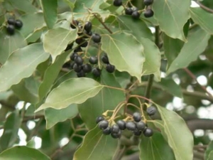 ���ԵĹ�Ч������ ���Եĸ�����