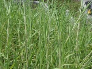 ���βݵĹ�Ч������ ���βݵ��÷�����