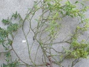 ��Ѫ�׵Ĺ�Ч������ ��Ѫ�׵��÷�����