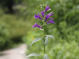 ɽ���˵Ĺ�Ч������ ɽ���˵��÷�����