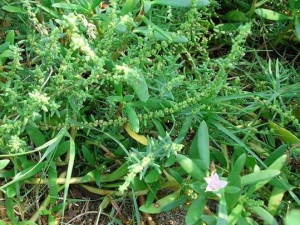 ɽƤ���Ĺ�Ч������ ɽƤ�����÷�����