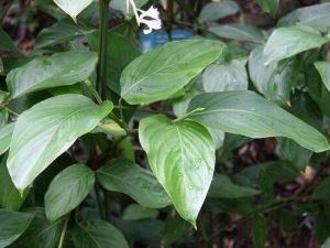 ��Ҷ���Ĺ�Ч������ ��Ҷ�����÷�����