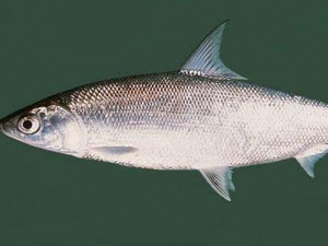 ʭĿ���Ӫ����ֵ ʭĿ���ʳ�÷���