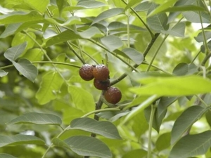 Ƥ���ӵĹ�Ч������ Ƥ���ӵĸ�������