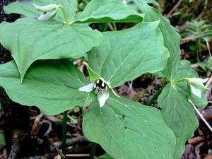 ������Ĺ�Ч������ ��������÷�����