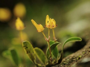 ëҩ�Ĺ�Ч������ ëҩ�ĸ���