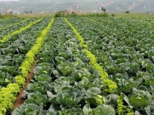 ��ԭ�Ĳ˵�Ӫ����ֵ ��ԭ�Ĳ˵�����