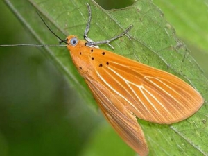 �ƶ�Ĺ�Ч������ �ƶ���÷�����