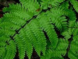 ֲڷβާĹЧ ֲڷβާ÷