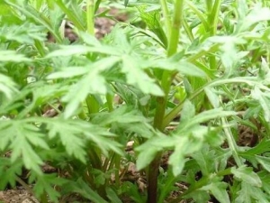 ϸ����ݵĹ�Ч������ ϸ����ݵ��÷�����