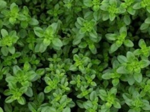 ����ݵĹ�Ч������ ����ݵ�ҩ������