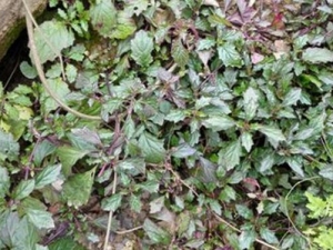 ɢѪ�ݵĹ�Ч������ ɢѪ�ݵ��÷�����