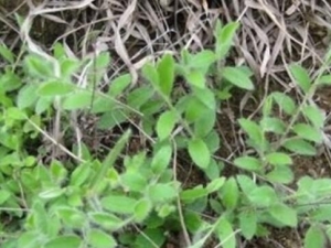 ��ë�ݵĹ�Ч������ ��ë�ݵĸ���