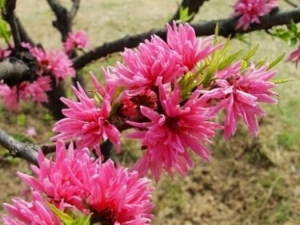 ���ҵĹ�Ч������ ���ҵ��÷�����