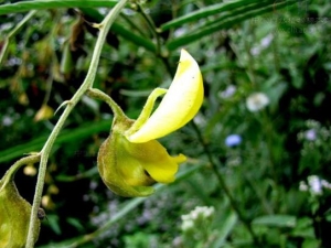 ���𵤵Ĺ�Ч������ ���𵤵��÷�����