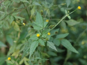 �����ݵĹ�Ч������ �����ݵ��÷�����