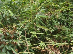 �����̵Ĺ�Ч������ �����̵ĸ���