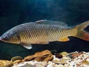 �����Ӫ����ֵ �������ѡ��