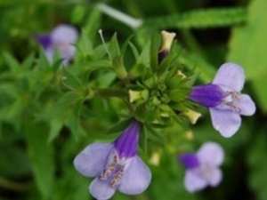 �����Ӳ˵Ĺ�Ч������ �����Ӳ˵��÷�����