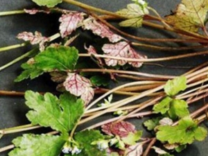 ��ξ��ݵĹ�Ч������ ��ξ��ݵ��÷�����