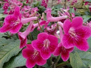 ��������ܴ�Ĺ�Ч������ ��������ܴ���÷�����